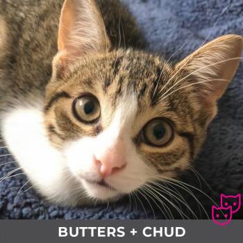 Butters (bonded with Chud) -  Domestic Short Hair Cat for Adoption in Toronto, Ontario - Butters (bonded With Chud) | PetCurious