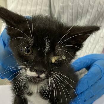 Hattie -  Domestic Short Hair Cat for Adoption in Las Cruces, New Mexico - Hattie | PetCurious