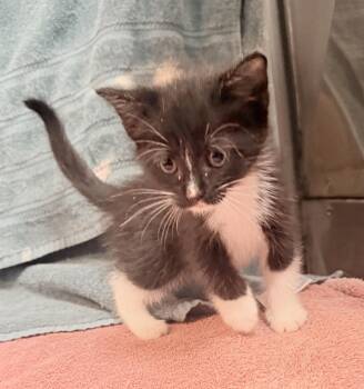 Ella -  Domestic Short Hair Cat for Adoption in Elizabethtown, North Carolina - Ella | PetCurious