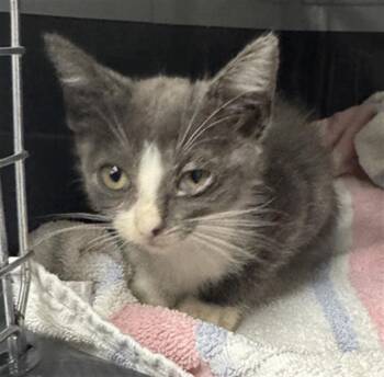 A887054 -  Domestic Short Hair Cat for Adoption in Camarillo, California - A887054 | PetCurious