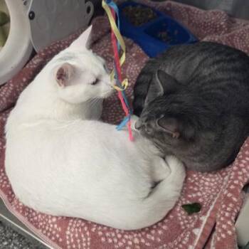 Paco Bell -  Domestic Short Hair Cat for Adoption in Westland, Michigan - Paco Bell | PetCurious