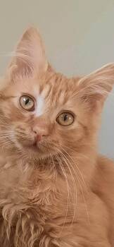 Domestic Long Hair Cats Available for Adoption - Bam Bam | PetCurious