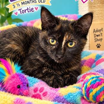Leona -  Tortoiseshell and Domestic Short Hair Cat for Adoption in Antioch, California - Leona | PetCurious
