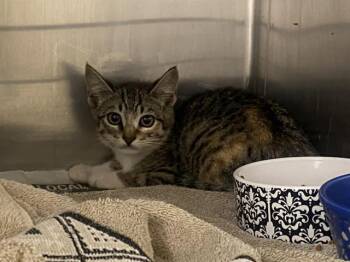 Domestic Short Hair Cats Available for Adoption in Tustin, California - JENNY | PetCurious