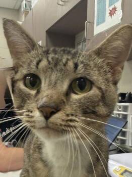 Don -  Domestic Short Hair Cat for Adoption in Fishers, Indiana - Don | PetCurious
