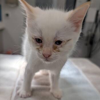 Dill -  Domestic Medium Hair Cat for Adoption in Winston-salem, North Carolina - Dill | PetCurious