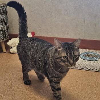 Bandit -  Domestic Short Hair Cat for Adoption in Ballston Spa, New York - Bandit | PetCurious