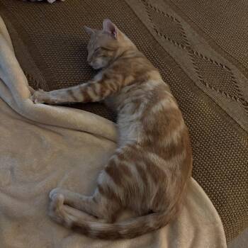 Brody Boo Bear -  Domestic Short Hair Cat for Adoption in League City, Texas - Brody Boo Bear | PetCurious