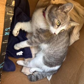 Domestic Short Hair Cats Available for Adoption - Bubbles | PetCurious