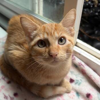 Mikey -  Domestic Short Hair Cat for Adoption in South Elgin, Illinois - Mikey | PetCurious