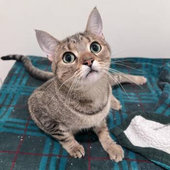 Penelope -  Domestic Short Hair Cat for Adoption in Arlington Heights, Illinois - Penelope | PetCurious