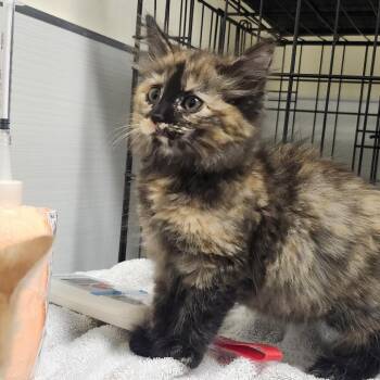 Frenchie Fry -  Domestic Medium Hair Cat for Adoption - Frenchie Fry | PetCurious