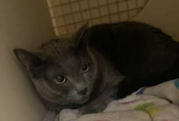 Shadow -  Russian Blue Cat for Adoption in Parlier, California - Shadow | PetCurious