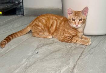 Milo -  Domestic Short Hair Cat for Adoption in Miami, Florida - Milo | PetCurious