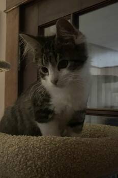Rescue Domestic Medium Hair Cats for Adoption in Belchertown, Massachusetts - Eminem | PetCurious