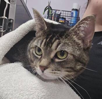 Domestic Short Hair Cats Available for Adoption in Vancouver, Washington - Eden | PetCurious