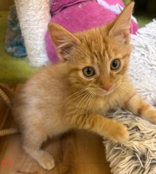 Rescue Domestic Short Hair Cats for Adoption in Towanda, Pennsylvania - Orion | PetCurious