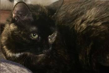 Rescue Tortoiseshell Cats for Adoption in Duette, Florida - Chloe | PetCurious