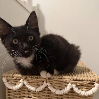 Shadow - KITTEN -  Domestic Short Hair Cat for Adoption in Harrison, New York - Shadow - KITTEN | PetCurious