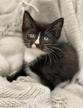 Domestic Short Hair Cats Available for Adoption in Decorah, Iowa - Giorno | PetCurious