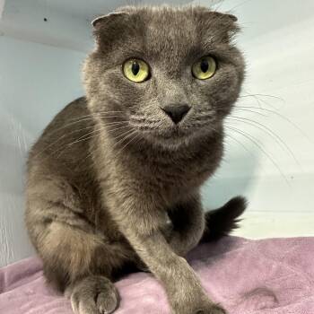 Scottish Fold Cats Available for Adoption in Mission, British Columbia - Clementine | PetCurious