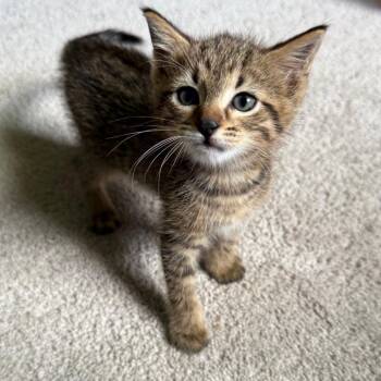 Tony Stark -  Domestic Short Hair Cat for Adoption in Kansas City, Missouri - Tony Stark | PetCurious