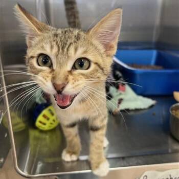 Kiara -  Domestic Short Hair Cat for Adoption in Kanab, Utah - Kiara | PetCurious