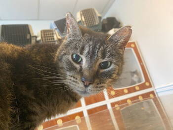 Rescue Domestic Short Hair Cats for Adoption in Gettysburg, Pennsylvania - Java | PetCurious
