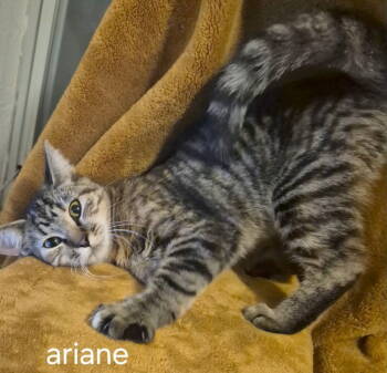 Rescue Domestic Short Hair Cats for Adoption in Oviedo, Florida - Ariane | PetCurious
