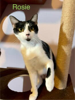 Rescue Domestic Short Hair Cats for Adoption in The Woodlands, Texas - Rosie | PetCurious