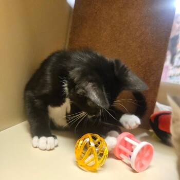Sleepy -  Domestic Short Hair Cat for Adoption in Grantsville, Utah - Sleepy | PetCurious