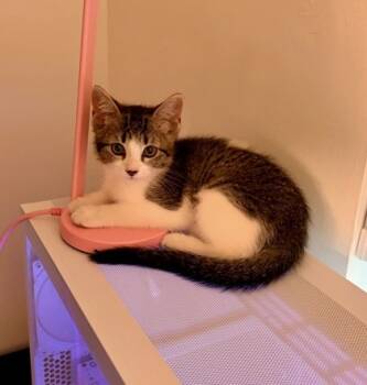 Rescue Domestic Short Hair Cats for Adoption in San Diego, California - Nova | PetCurious