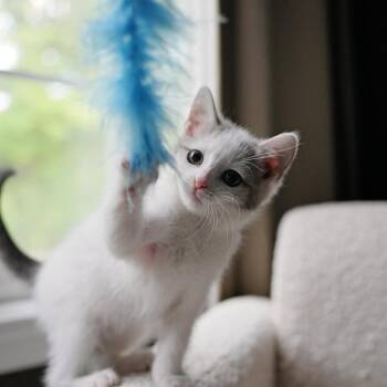 Woodland Kittens: Possum -  Domestic Short Hair Cat for Adoption in Washington, District Of Columbia - Woodland Kittens: Possum | PetCurious