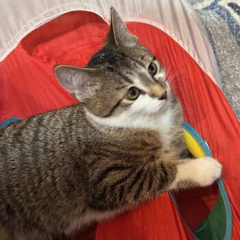 Rescue Tabby and Domestic Short Hair Cats for Adoption in Lombard, Illinois - Bridget | PetCurious