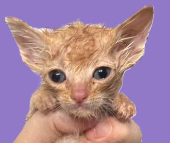 Roo -  Domestic Short Hair Cat for Adoption in Savannah, Georgia - Roo | PetCurious
