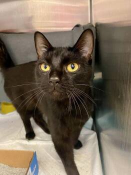 Shady -  Domestic Short Hair Cat for Adoption in Cincinnati, Ohio - Shady | PetCurious