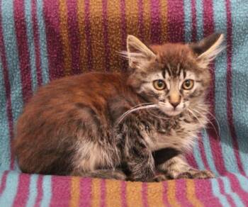 Grogu -  Domestic Medium Hair Cat for Adoption in Vacaville, California - Grogu | PetCurious