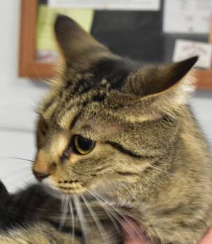 Domestic Short Hair and Tabby Cats Available for Adoption - Mora | PetCurious