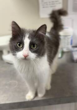Domestic Medium Hair Cats Available for Adoption - Hoot | PetCurious