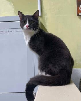 Sam -  Domestic Short Hair Cat Available for Adoption in Rochester, New Hampshire - Sam | PetCurious