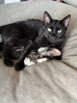 Rescue Domestic Short Hair Cats for Adoption in Aurora, Colorado - Fleury | PetCurious