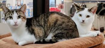 Domestic Short Hair Cats Available for Adoption in San Antonio, Texas - Mikey And Moon | PetCurious