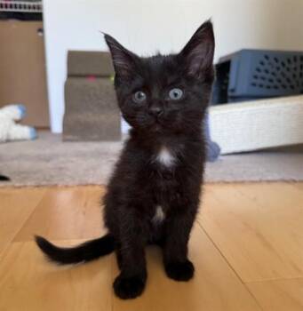 BUSY BEAN -  Domestic Short Hair Cat for Adoption in Santa Fe, New Mexico - BUSY BEAN | PetCurious