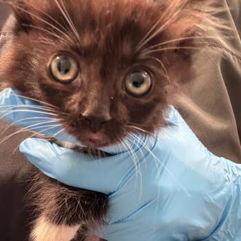 Ranger -  Domestic Long Hair Cat for Adoption in Talent, Oregon - Ranger | PetCurious