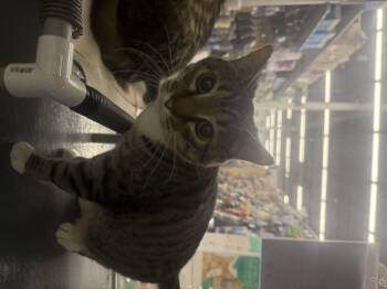 Rescue Domestic Short Hair Cats for Adoption in Pocatello, Idaho - Cleocatra | PetCurious