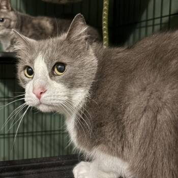 Domestic Short Hair Cats Available for Adoption in Johnstown, Pennsylvania - Reign | PetCurious