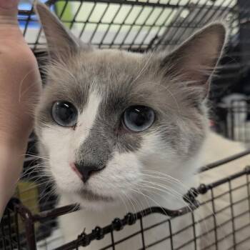 Siamese Cats Available for Adoption in Des Moines, Iowa - Maverick | PetCurious