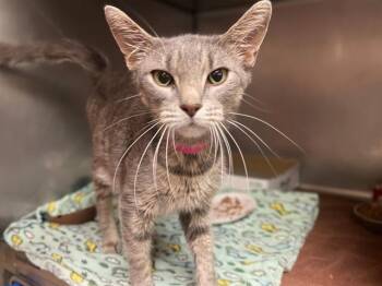MATILDA -  Domestic Short Hair Cat for Adoption in Fort Wayne, Indiana - MATILDA | PetCurious