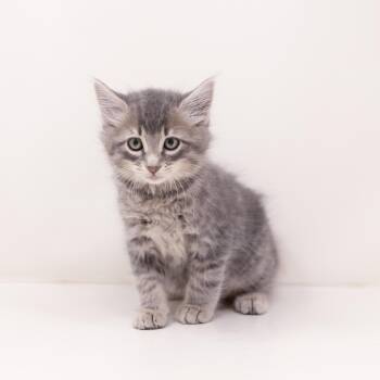 Anthony -  Tabby Cat for Adoption in Trophy Club, Texas - Anthony | PetCurious