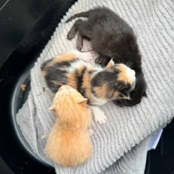 Wendy -  Domestic Short Hair Cat for Adoption in Milan, Illinois - Wendy | PetCurious